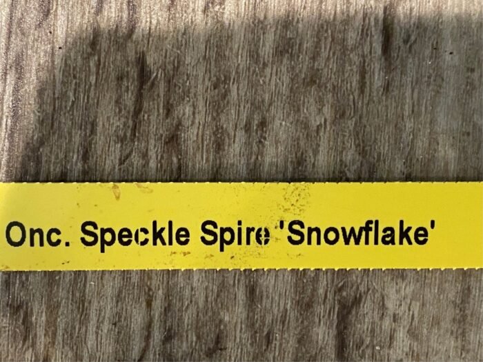 IN SPIKE Oncidium Speckle Spire 'Snowflake' (3.5” pot) - Image 8