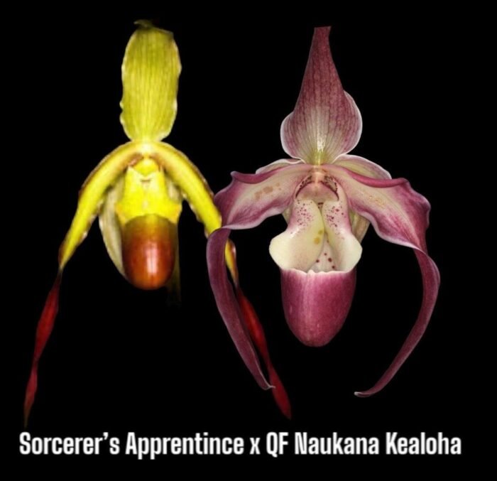 In Spike Phrag. QF Hawaiian Apprentice ( Sorcerer's Apprentice x QF Naukana Kealoha) with 5 New Growths (4.5" pot) - Image 1