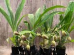 IN SPIKE Sale Fragrant Cycnodes Taiwan Gold ‘Orange’ (2” pot) - Image 4