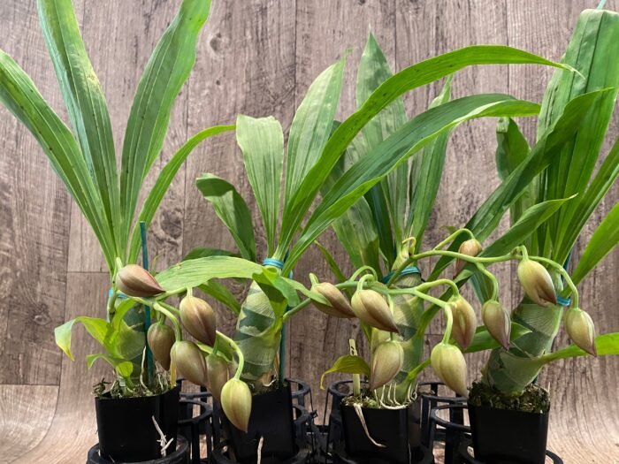 IN SPIKE Sale Fragrant Cycnodes Taiwan Gold ‘Orange’ (2” pot) - Image 4