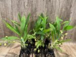 IN SPIKE Sale Fragrant Cycnodes Taiwan Gold ‘Orange’ (2” pot) - Image 7