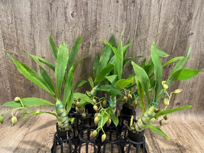 IN SPIKE Sale Fragrant Cycnodes Taiwan Gold ‘Orange’ (2” pot) - Image 7