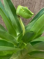 1 SPIKE + 1 BUD + 4 New Growths Paph. Sorcerer's Stone 'Smoothie' x Paph. Lippewunder 'Jamboree Pride' (3.5' pot) - Image 2