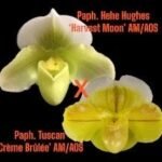 In Spike Paph. Gege Hughes 'Harvest Moon' x Paph. Tuscan 'Creme Brulee' (AM/AOS) + 1 New Growth (3.5” Pot)