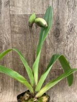 IN SPIKE Paph. Aladdin 'Black Magic' x Paph. Hagrid's Mark 'The Best' (3.5' pot) - Image 4