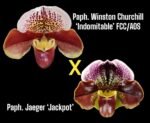 In Spike Paph. Winston Churchill 'Indomitabie' FCC/AOS x Paph. Jaeger 'Jackpot’ (3.5' pot) - Image 2