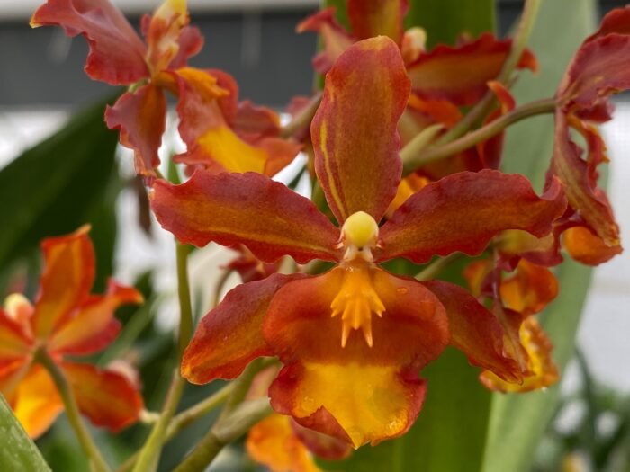 IN BLOOM - Odontocidium Catatante ‘Sun King’ (3.5” pot) - Image 1