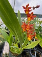 IN BLOOM - Odontocidium Catatante ‘Sun King’ (3.5” pot) - Image 3