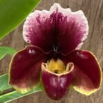 Double Spikes Paph. Cali Charm 'Christmas' AM/AOS × Paph. In-Charm Lipstick 'Twin Star' + 1 New Growth (3.5” Pot)