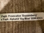 In Spike Paph. Provocation 'Boysemberry' x Paph. Alphahill 'Big Wow' SBM/JOGA + 2 New Growths (3.5” Pot) - Image 9