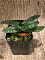 Double Plants Paph. Wössner China Moon (armeniacum x hangianum) (2” pot) - Image 3