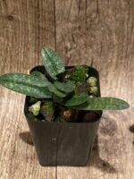 Double Plants Paph. Wössner China Moon (armeniacum x hangianum) (2” pot) - Image 4