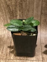 Double Plants Paph. Wössner China Moon (armeniacum x hangianum) (2” pot) - Image 6