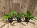 Phrag. Quintal Rewards (Frank Quintal Sr × Incan Treasure) (4.5" pot) - Image 3