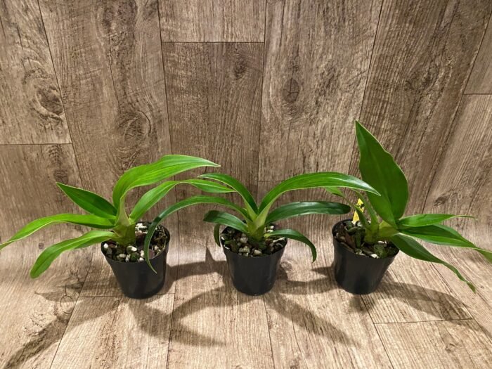 Phrag. Quintal Rewards (Frank Quintal Sr × Incan Treasure) (4.5" pot) - Image 3