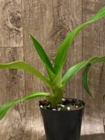 Phrag. Quintal Rewards (Frank Quintal Sr × Incan Treasure) (4.5" pot) - Image 4