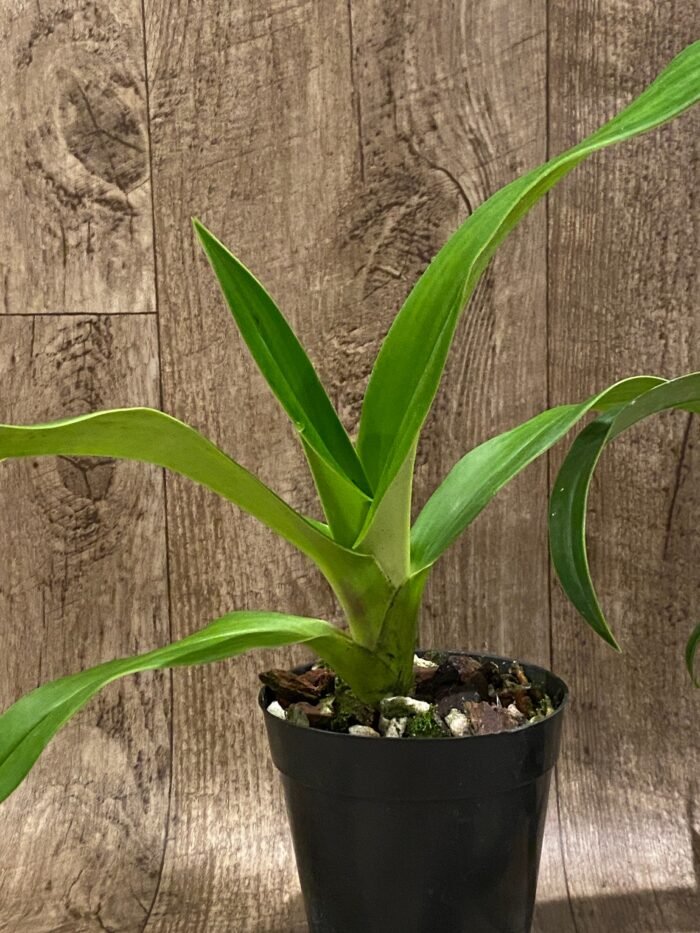 Phrag. Quintal Rewards (Frank Quintal Sr × Incan Treasure) (4.5" pot) - Image 4