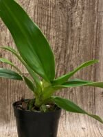 Phrag. Quintal Rewards (Frank Quintal Sr × Incan Treasure) (4.5" pot) - Image 6