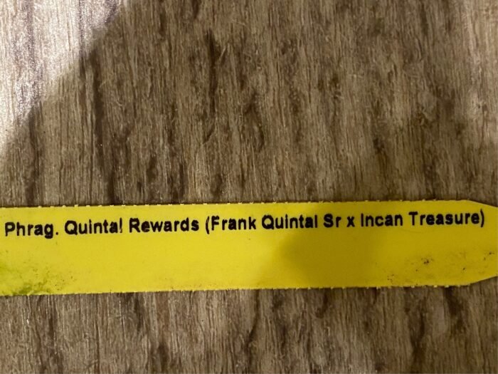 Double Plants Phrag. Quintal Rewards (Frank Quintal Sr × Incan Treasure) (4.5" pot) - Image 5