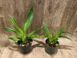 Double Plants Phrag. Quintal Rewards (Frank Quintal Sr × Incan Treasure) (4.5" pot) - Image 3