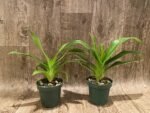 IN SPIKE Phragmipedium Quintal Bang (QF Kamakilo Tyler x Twilight) (4" pot) - Image 2