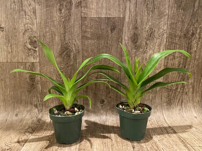 IN SPIKE Phragmipedium Quintal Bang (QF Kamakilo Tyler x Twilight) (4" pot) - Image 2