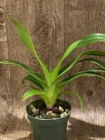 IN SPIKE Phragmipedium Quintal Bang (QF Kamakilo Tyler x Twilight) (4" pot) - Image 4