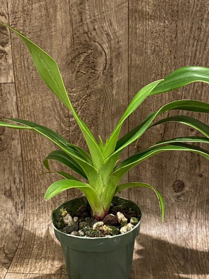 IN SPIKE Phragmipedium Quintal Bang (QF Kamakilo Tyler x Twilight) (4" pot) - Image 4