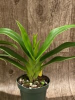 IN SPIKE Phragmipedium Quintal Bang (QF Kamakilo Tyler x Twilight) (4" pot) - Image 5