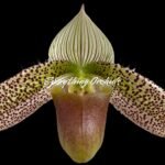 Paph. Helen Milton (sukhakulii × violascens) (3.5” Pot)