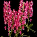 Dyakia hendersoniana x sib (3” Pot)