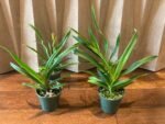 IN SPIKE - Phrag. Sedenii (longifolium x schlimii) (4.5" pot) - Image 2