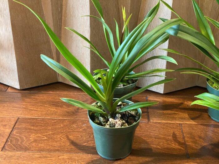 IN SPIKE  - Phrag. Sedenii (longifolium x schlimii) (4.5" pot) - Image 3