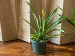 IN SPIKE - Phrag. Sedenii (longifolium x schlimii) (4.5" pot) - Image 5