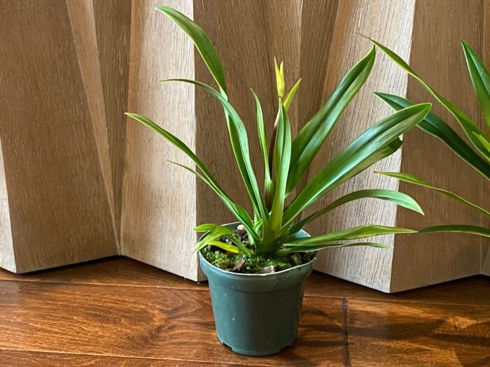 IN SPIKE  - Phrag. Sedenii (longifolium x schlimii) (4.5" pot) - Image 5
