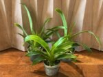 Blooming Size - Phrag. Acker’s Fu Manchu (Twilight x caudatum) (4.5" pot) - Image 3