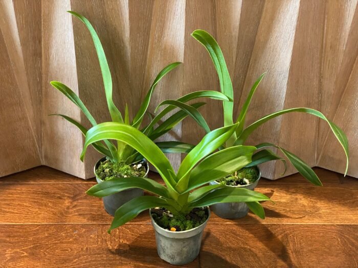 Blooming Size - Phrag. Acker’s Fu Manchu (Twilight x caudatum) (4.5" pot) - Image 3