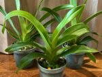 Blooming Size - Phrag. Acker’s Fu Manchu (Twilight x caudatum) (4.5" pot) - Image 4