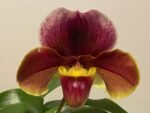 In Spike Paph. Provocation 'Boysemberry' x Paph. Alphahill 'Big Wow' SBM/JOGA + 2 New Growths (3.5” Pot)