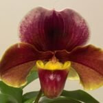 In Spike Paph. Provocation 'Boysemberry' x Paph. Alphahill 'Big Wow' SBM/JOGA + 2 New Growths (3.5” Pot)