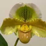 IN SPIKE Paph. Green Wonder 'Green Horn' × Paph. Sorcerer's Prime 'Ning'' (3.5' pot)