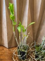 Dendrobium Woo Leng (3.5” Pot) - Image 5