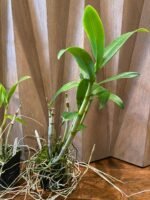 Dendrobium Woo Leng (3.5” Pot) - Image 6