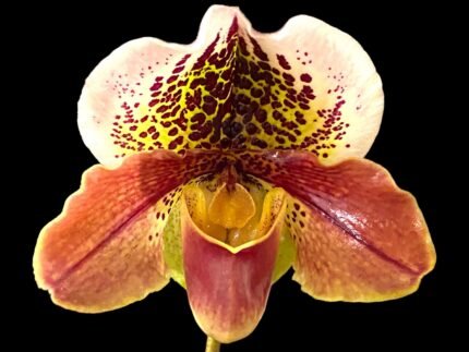 IN SPIKE Paph. Yellow Leopard 'Full House' × Paph. Aladdin 'Black Magic' (3.5' pot)