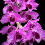 Dendrobium nestor (3.5” Pot)