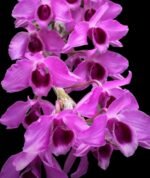 Dendrobium nestor (3.5” Pot)