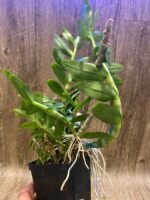 Dendrobium nestor (3.5” Pot) - Image 3