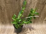 Dendrobium nestor (3.5” Pot) - Image 4