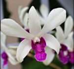 Dendrobium Woo Leng (3.5” Pot)