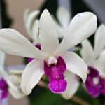 Dendrobium Woo Leng (3.5” Pot)